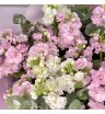 Монобукет из 11 Ароматных Маттиол 3