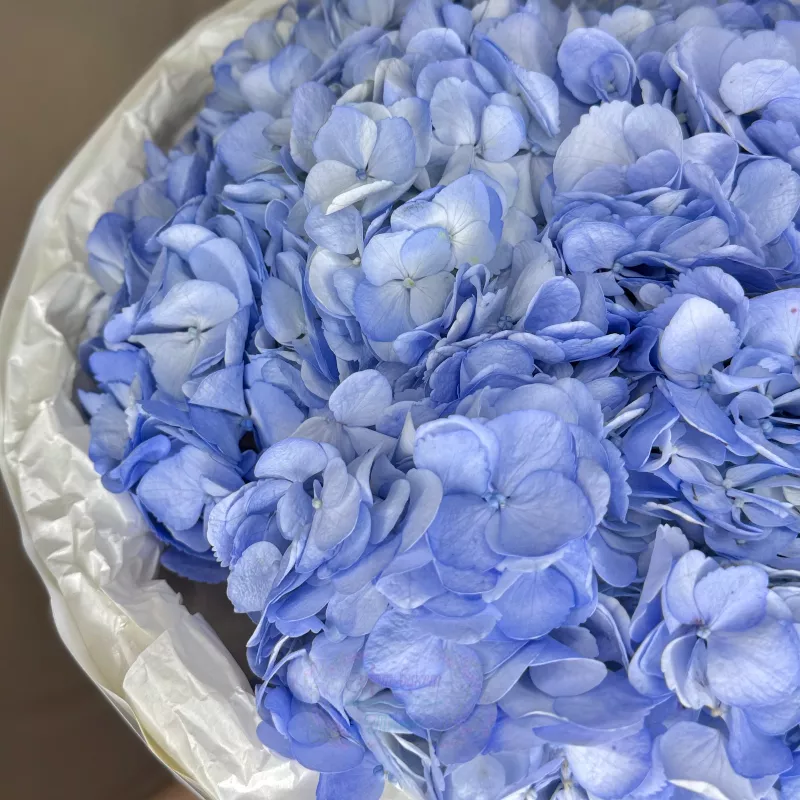 Монобукет из 3 Голубых Гортензий 3