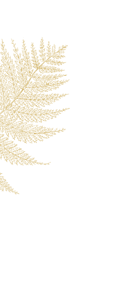 Папоротник